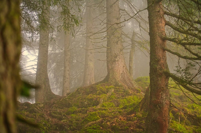 Forest Clearing